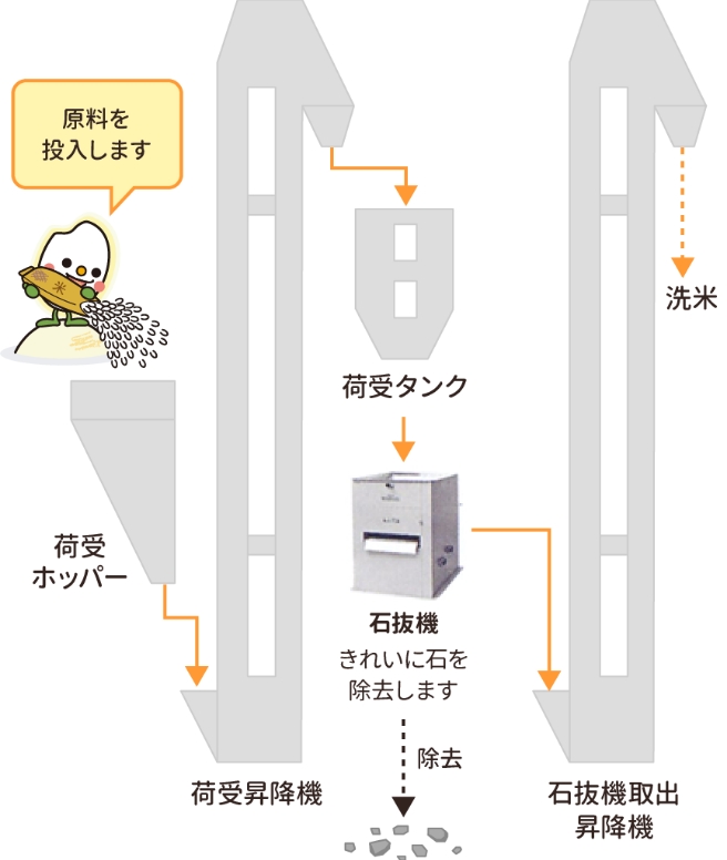 原料を投入します 荷受ホッパー 荷受昇降機 荷受タンク 石抜機 きれいに石を除去します 除去 石抜機取出昇降機 洗米